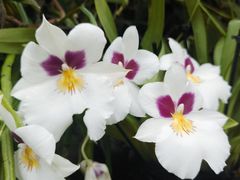 -新加坡植物园