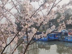 -高东镇樱花园