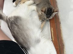 -共舞时光猫咖·狗咖(新街口店)