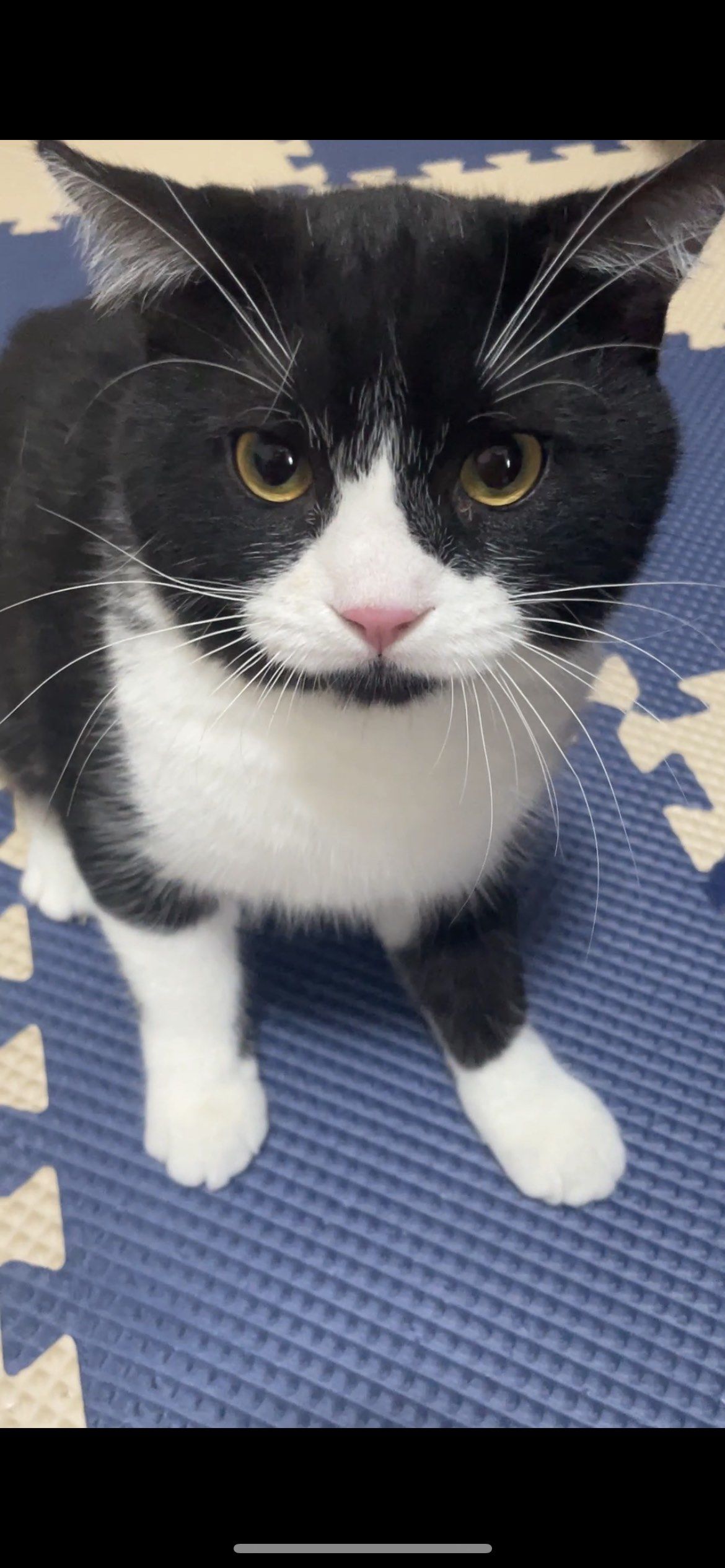 「英国短毛猫」「玉岭花园」有人要养吗?