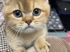 -欣宠猫屋·矮脚拿破仑·蓝金金渐层