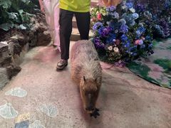 -正佳雨林生态植物园