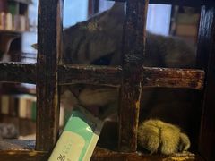 -壹六猫窝(谷德店)