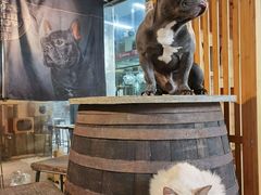 -more than meow吴止猫主题餐厅(承德 中船汇店)