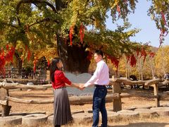 -千年银杏谷文化旅游区