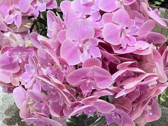 -植物学家的女儿(北马道巷店)