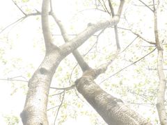 -望江楼公园
