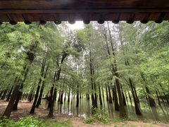-广州市帽峰山景区