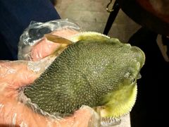 -肆月河豚·淮扬菜·湘菜(华天店)
