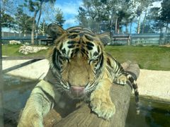 -西霞口神雕山野生动物世界