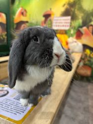 -神奇动物撸宠馆·羊驼·小浣熊·异宠(豫园店)