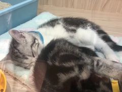 -屋虎猫馆(宝安大仟里店)
