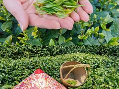 -龙坞茶村
