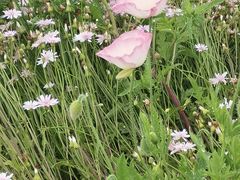 -春花秋色城市公园