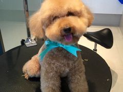 -Oh My Dog宠物沙龙(伊珊娜皮毛护理店)