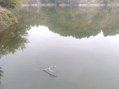 -王借岗森林公园