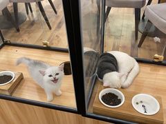 -袖虎·猫馆(体育西路店)
