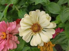 -大宁郁金香公园-停车场