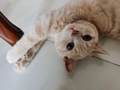 -东方名猫馆·英短金渐层布偶猫舍(环线广场1号楼店)