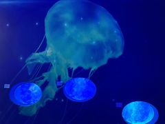 -贝林大翅鲸简餐厅(国家海洋博物馆店)