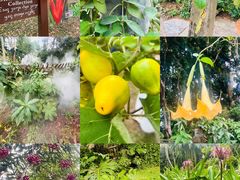 -中国科学院西双版纳热带植物园