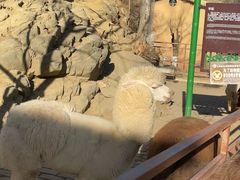 -栾川竹海野生动物园
