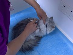 -关爱宠物医院·猫科中心·消化科(滨湖万达分院)