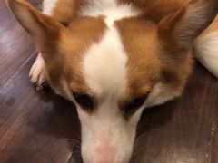 -柯斗斗主题餐厅·狗咖·围炉煮茶·茶饮(国瑞升平里店)