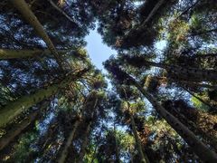 -武陵山森林公园