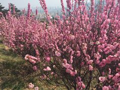iphone_upload_pic-浮山香苑