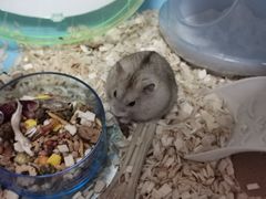 -钓仓鼠(洋桥北里小区店)