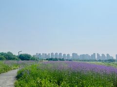-洋湖国家湿地公园