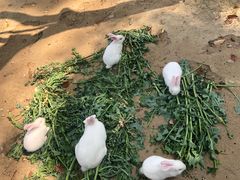 -合肥滨湖国家森林公园