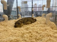 -怪兽屋·羊驼·猫咖·狗咖(俊华广场店)