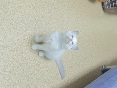 -芭比堂宠物医院·全科爱猫医院·仁德分院