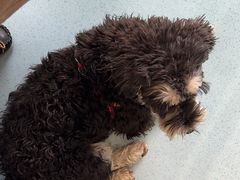 -佳怡动物医院·平价24小时·猫专科骨外科