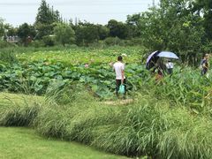-上海长兴岛郊野公园