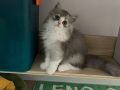 -momokira米努特·德文卷毛猫·棉花面纱犬