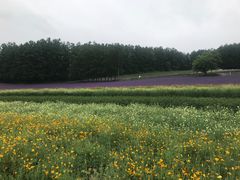 -富田农场
