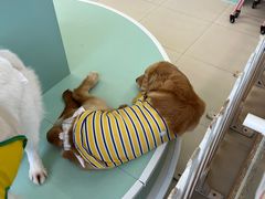 -怪兽屋·羊驼·猫咖·狗咖(俊华广场店)