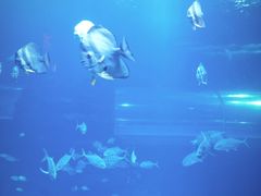 -太平洋海底世界