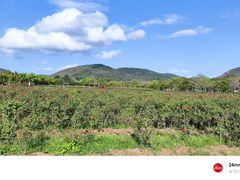 -亚龙湾国际玫瑰谷