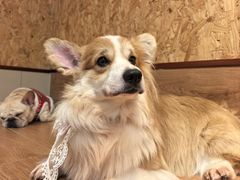 -和它·交个朋友·狗咖猫咖(爱琴海店)