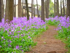 -上海共青森林公园