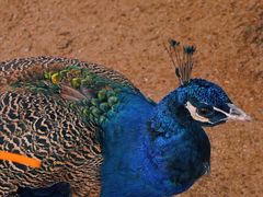 -前小桔亲子创意农场·草莓采摘·露营烧烤