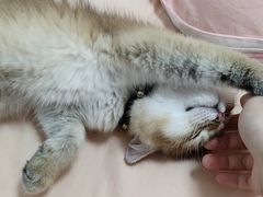 -屋虎猫馆(宝安大仟里店)