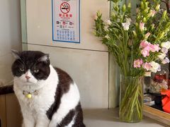 -海边的猫和咖啡馆