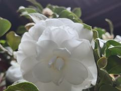 -和顺古镇