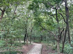 -上海佘山国家森林公园天马山园