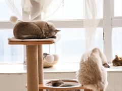 -共舞时光猫咖·狗咖(新街口店)